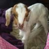 Lylah was a tiny preemie goat who came to us after a week of struggling to live, she made it three months and was a happyloved little housegirl every day that she was here

