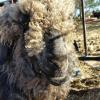 sadie is our silly angora goat who is about 12 years old, she came here at a baby after the family who adopted her realized she could not live in their gated community. she doesn't love being among other goats and lives with the piggies
