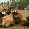 our little cow herd loves to hang out together they nap together, eat together and clean each other
