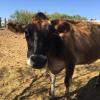 Elinor was born and raised in a commercial dairy yard, when she couldn't carry a calf to term she was going to be sold for meat but came here instead, she soon learned to love being petted, and here, calm and happy, surprised us soon after with a calf!
