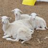 Mary had triplets at a sheep farm but it was almost two weeks before they realized she had a bad infection, the day after the little one died they brought everyone here, we named them Mary, Lilly & Ivy. Mary mothered and we just fed and together the girls thrived and get to stay together here.
