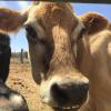 Buttercup is the queen here she was our first cow, born in at a dairy then sold and passed from family to family used to feed calves that would be eaten and she was no longer useful, until she came here, she just turned 15 and is a sweet lady
