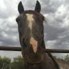 my handsome riding buddy Smokey just a beautiful soul inside and out. he was kicked in the face as a baby and has a little tooth issue which requires he eat slower but that doesn't make him slow on the trail! I saw his picture at one of my darkest times in life and knew he was meant for me.
