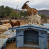 Harvey the hugger on the rollergoatster ticket booth watching his minions below