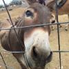 Whiskey our tiny jack, mini donkey. he came here just weaned from his mama and has been a barrel of trouble and laughs ever since. He loves to be scratched on the behind or inside his ears, which makes his bottom lid fall down, hes very talkative and quite opinionated.. hes kind of a trouble maker
