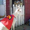 Super goat!
