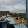 mother daughter team Leche and Honey enjoy a relaxing moment on the rollergoatster